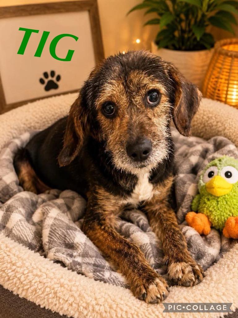Enlarge Tig, a Adoptable Affenpinscher in Jacksonville, IL image 1/1