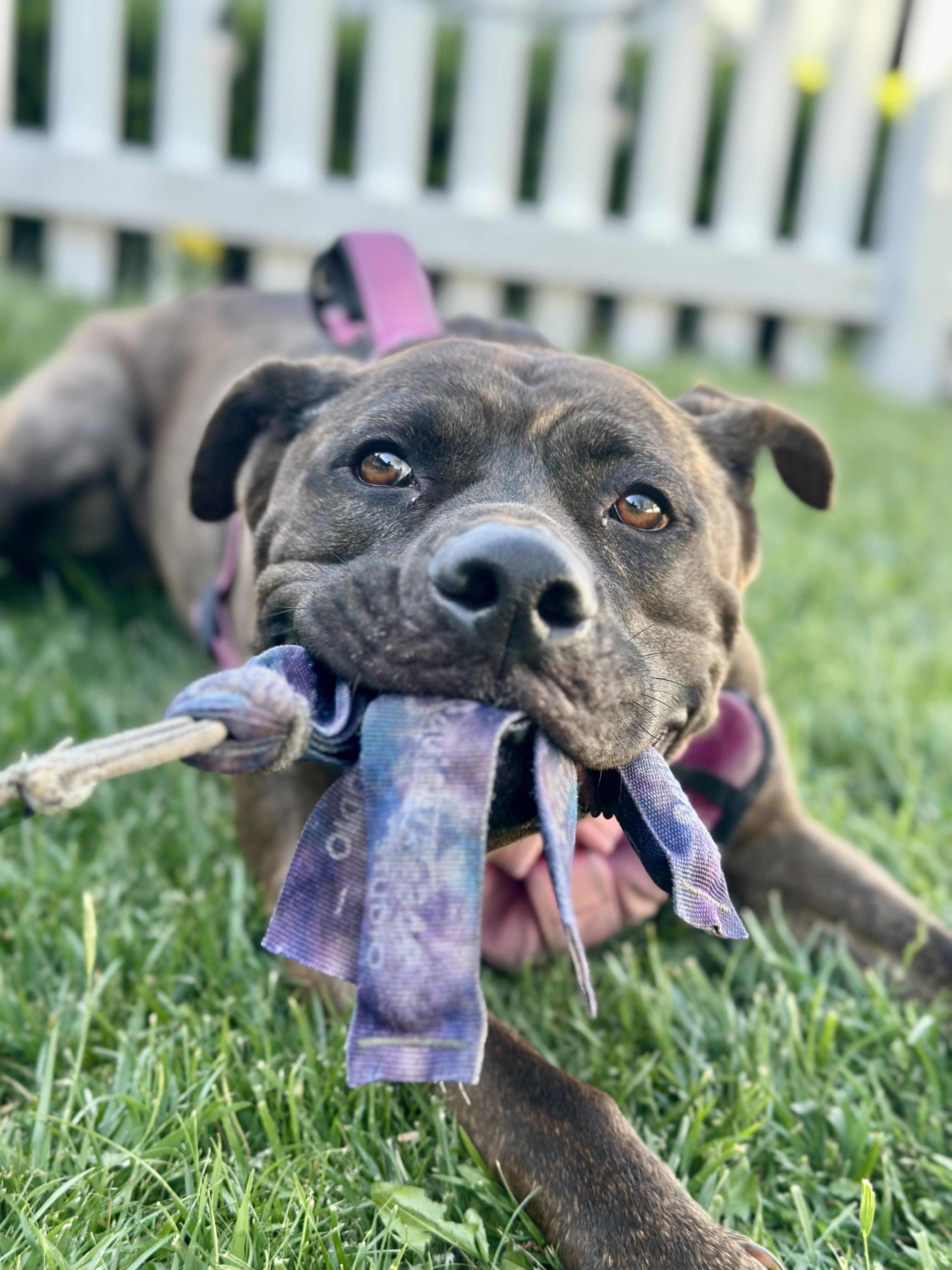 Enlarge Gemma, a Adoptable mixed breed in Studio City, CA image 1/4