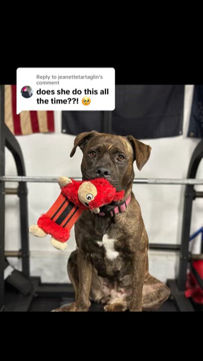 Enlarge Gemma, a Adoptable mixed breed in Studio City, CA video 2/4