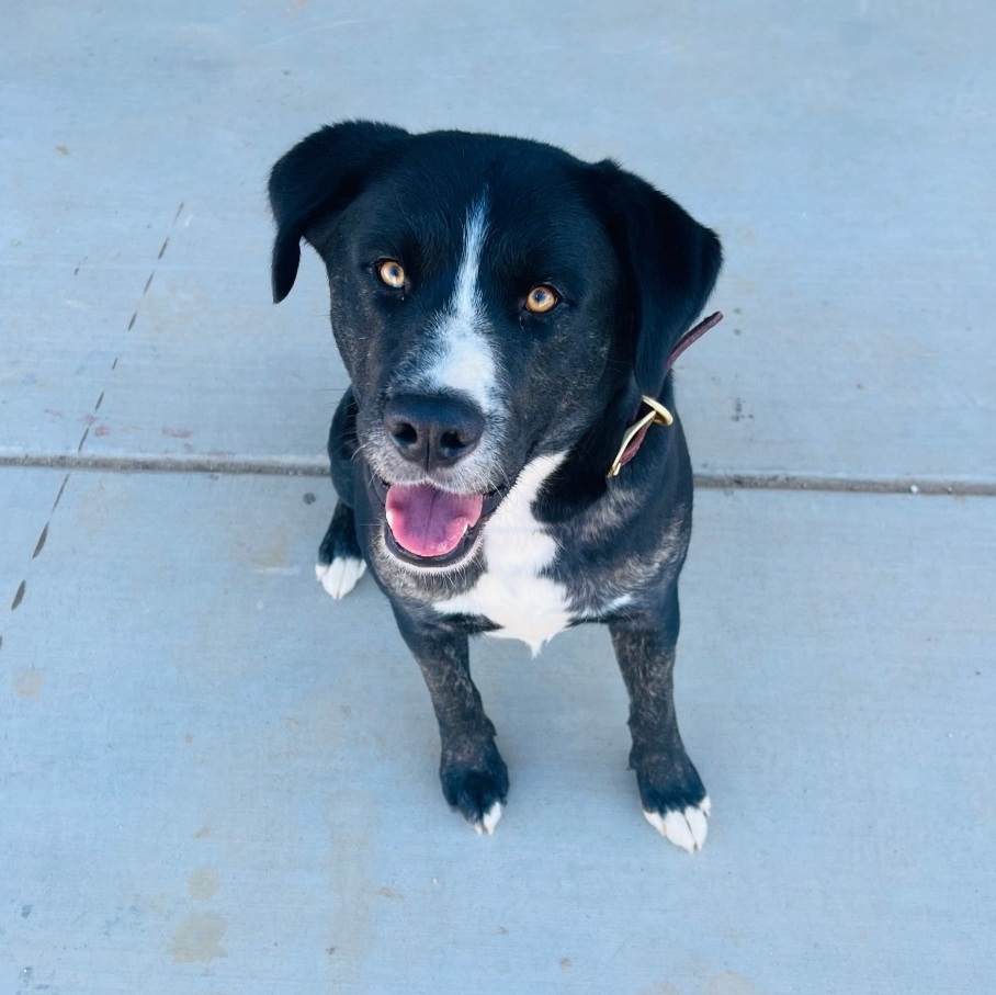 Twiggy, a Adoptable mixed breed in Van Nuys, CA image 1/17
