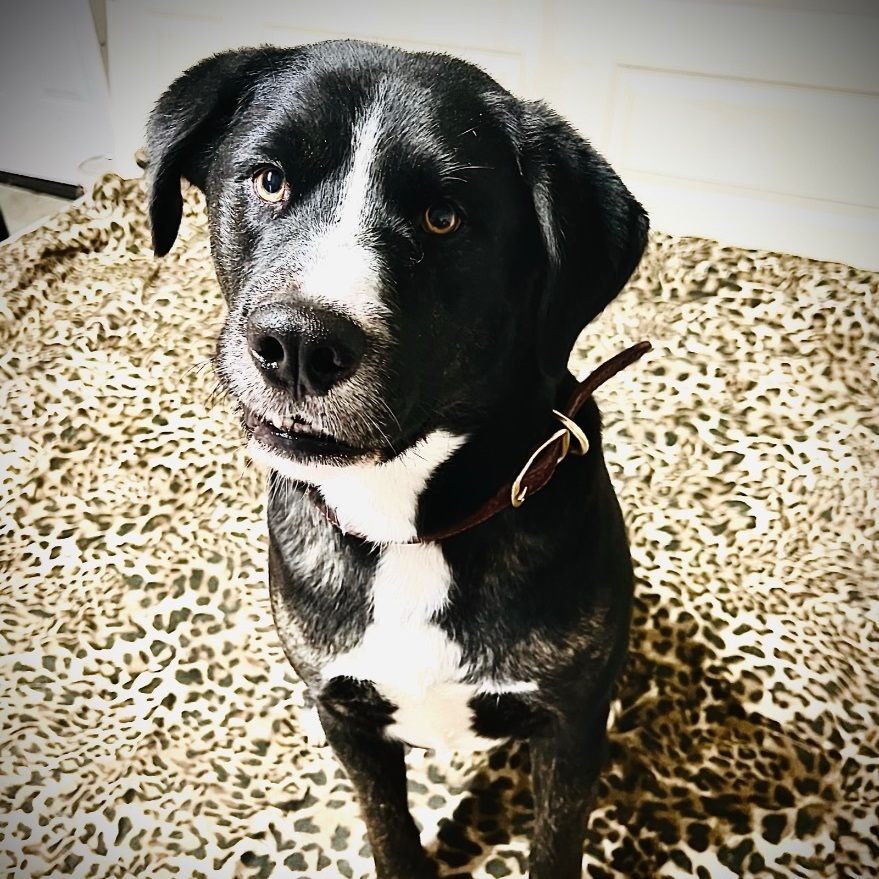 Twiggy, a Adoptable mixed breed in Van Nuys, CA image 2/17