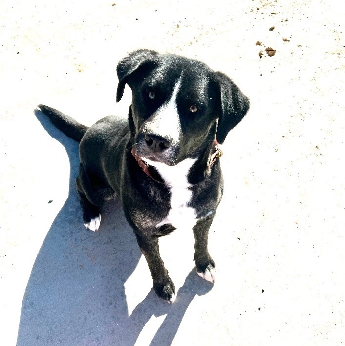 Twiggy, a Adoptable mixed breed in Van Nuys, CA image 3/17