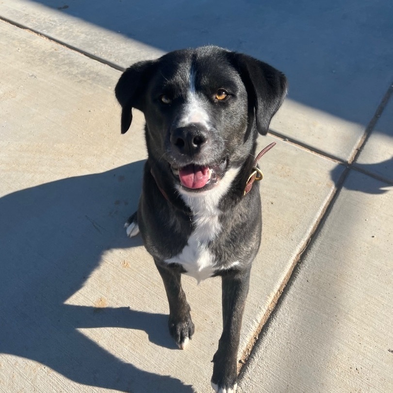 Twiggy, a Adoptable mixed breed in Van Nuys, CA image 4/17