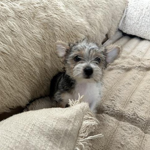 Shelbie — thumbnail 2