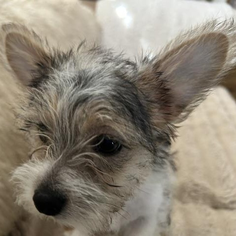 Shelbie — thumbnail 3