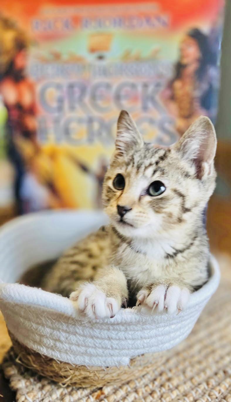 Enlarge Artemis, a Adoptable mixed breed in Arlington, TX image 1/3