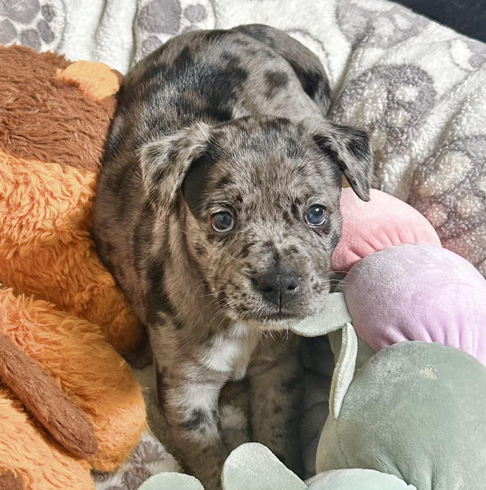 Enlarge Sherman, an adopted mixed breed in Corona Del Mar, CA image 2/2