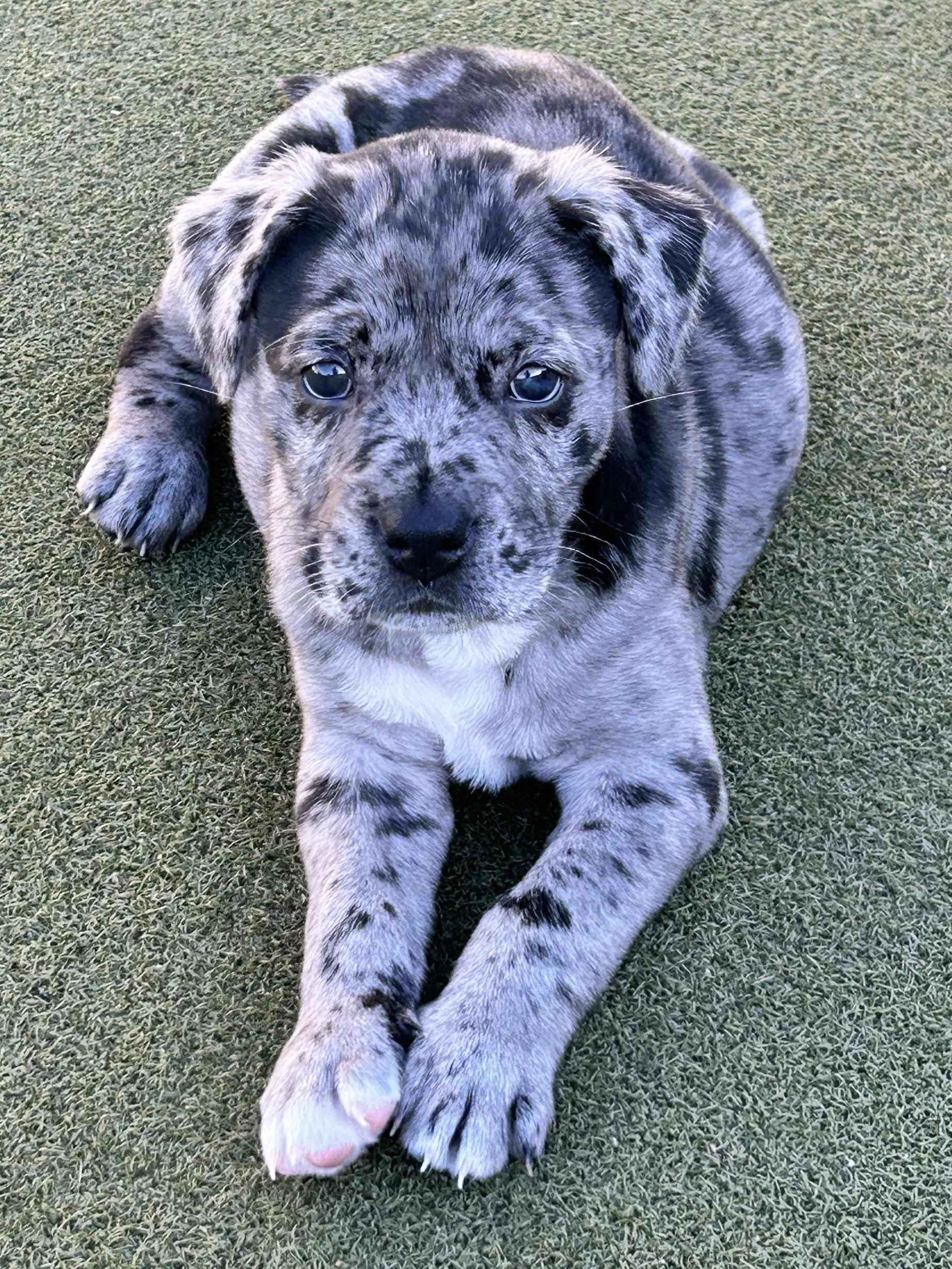 Sherman, adopted, Puppy Male Pit Bull Terrier & French Bulldog.