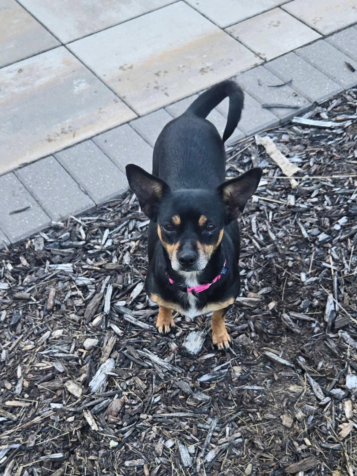 Enlarge Daisy, a Adoptable Chihuahua in New London, WI image 1/1
