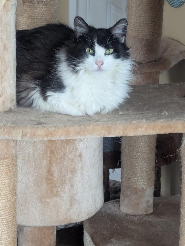 Titten, Adoptable, Kitten Female Domestic Long Hair.