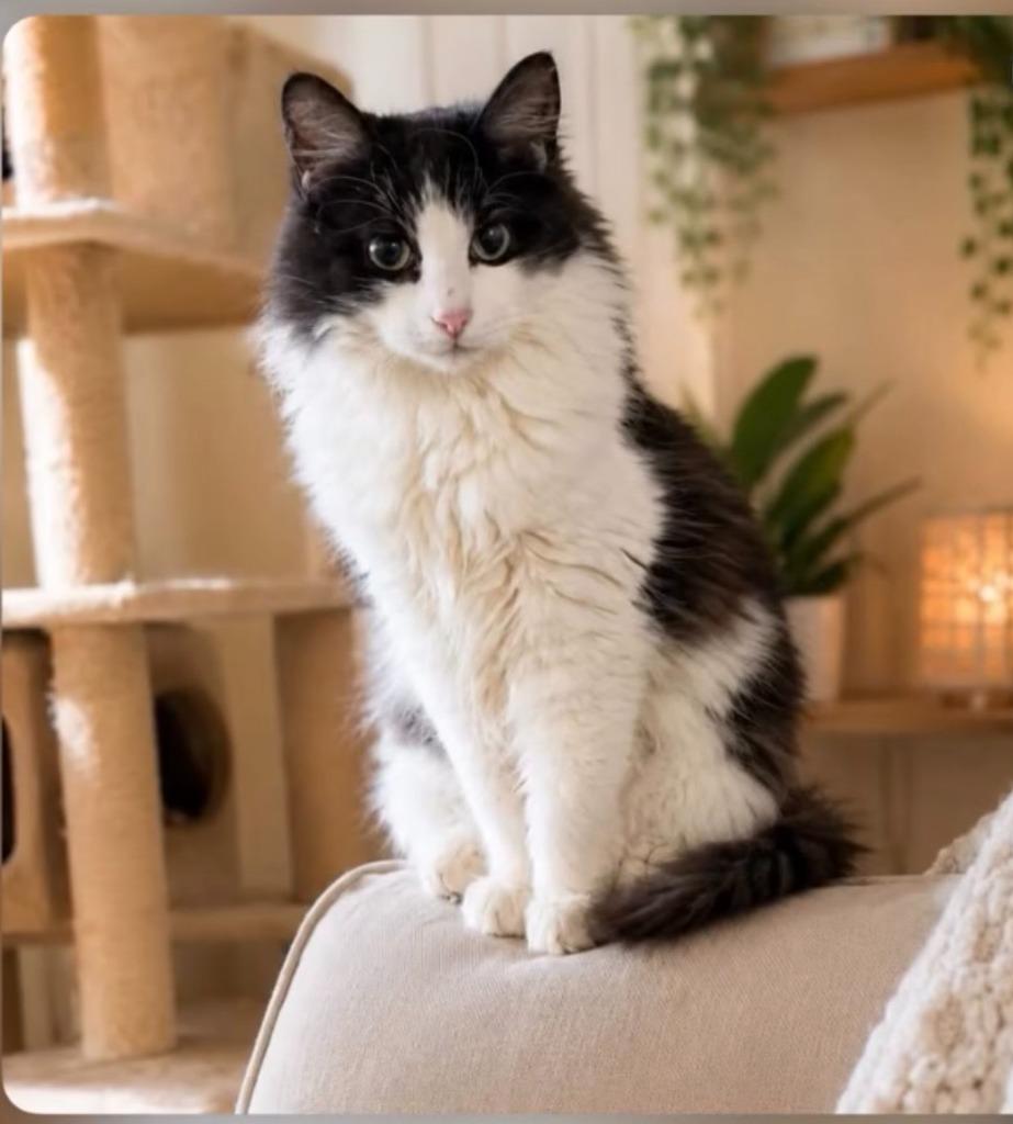 Titten, a Adoptable mixed breed in Pawtucket, RI image 3/6