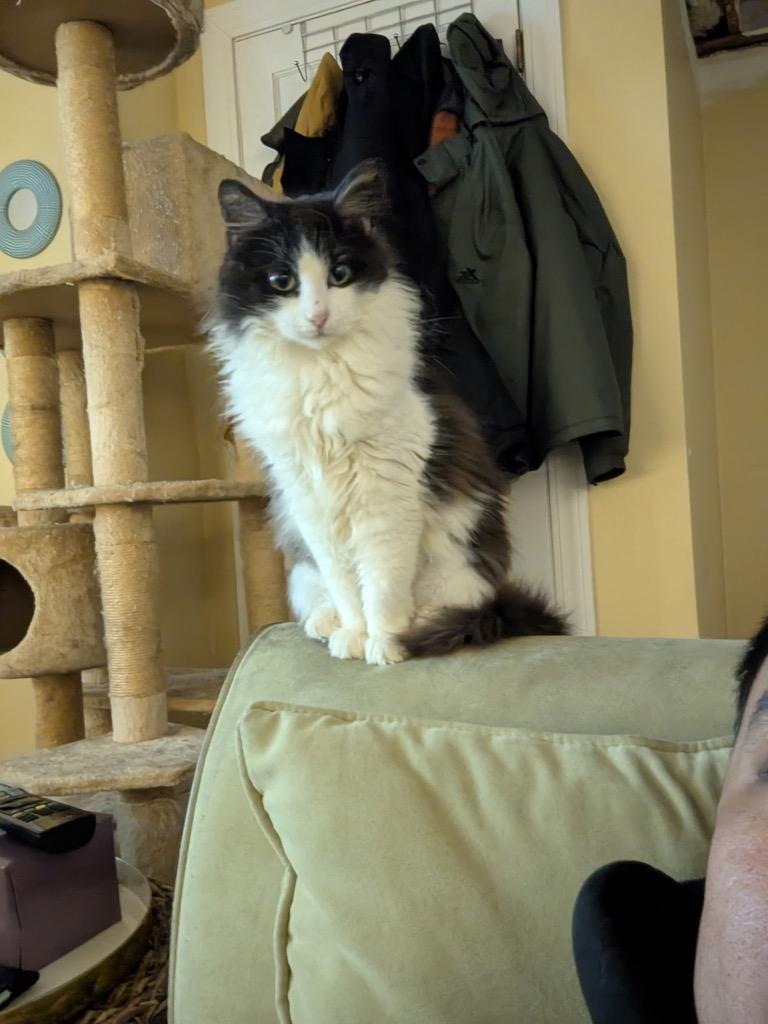 Enlarge Titten, a Adoptable mixed breed in Pawtucket, RI image 5/6