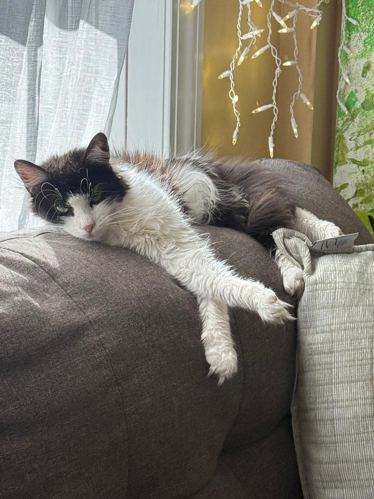 Titten, a Adoptable mixed breed in Pawtucket, RI image 6/6