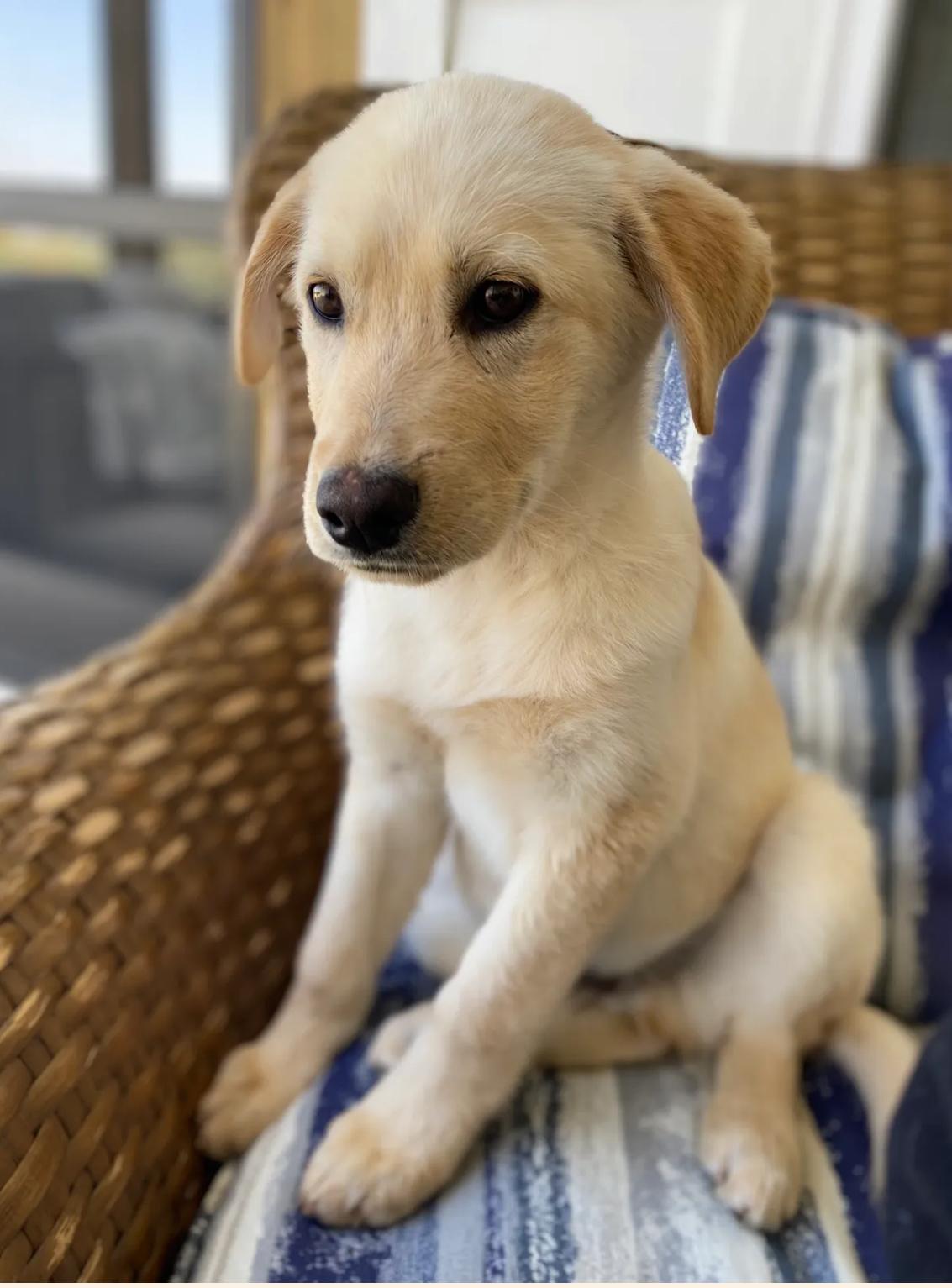 Logan, Adopted, Young Male Labrador Retriever & Golden Retriever.