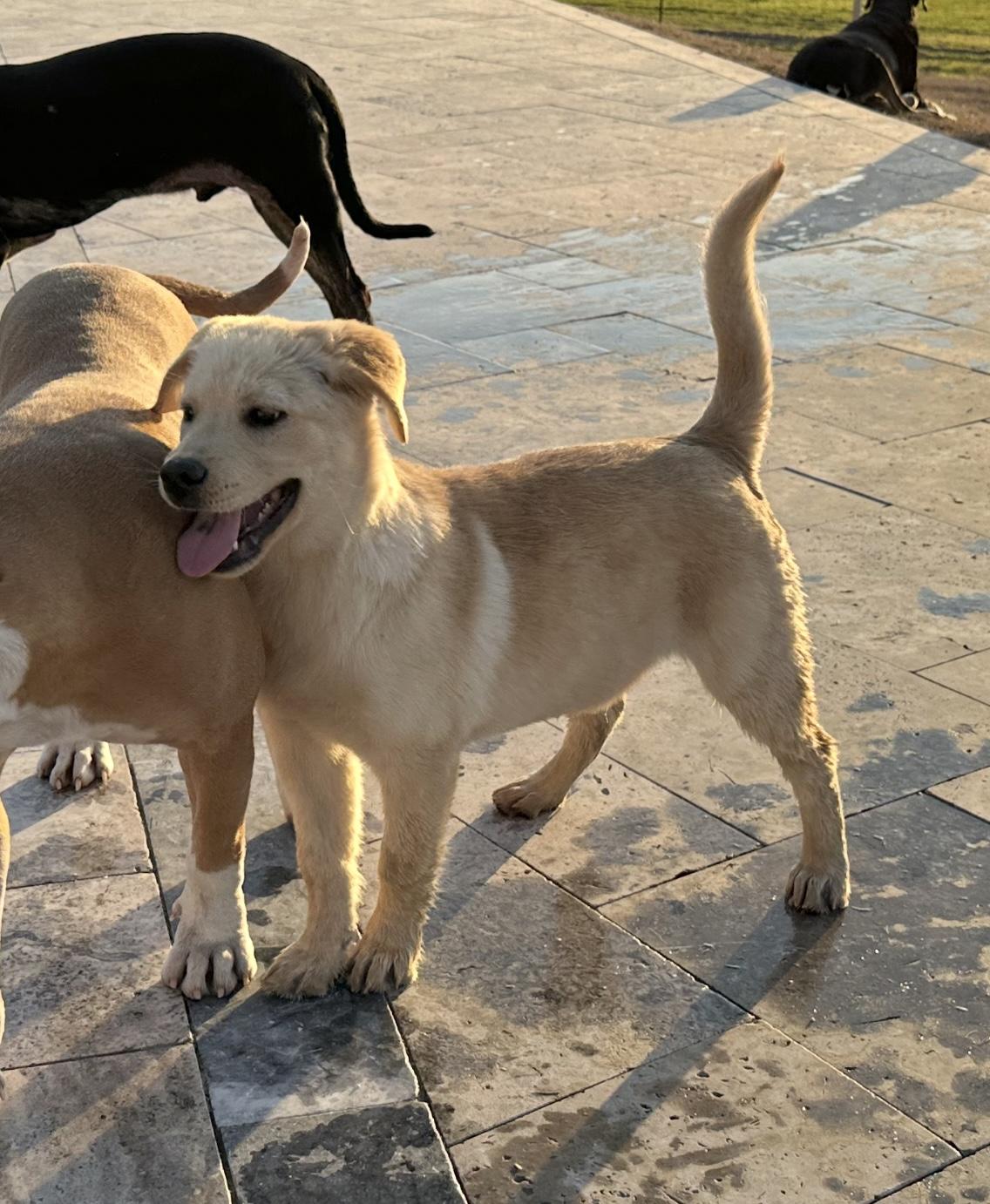 Enlarge Logan, a Adopted mixed breed in Brenham, TX image 2/6