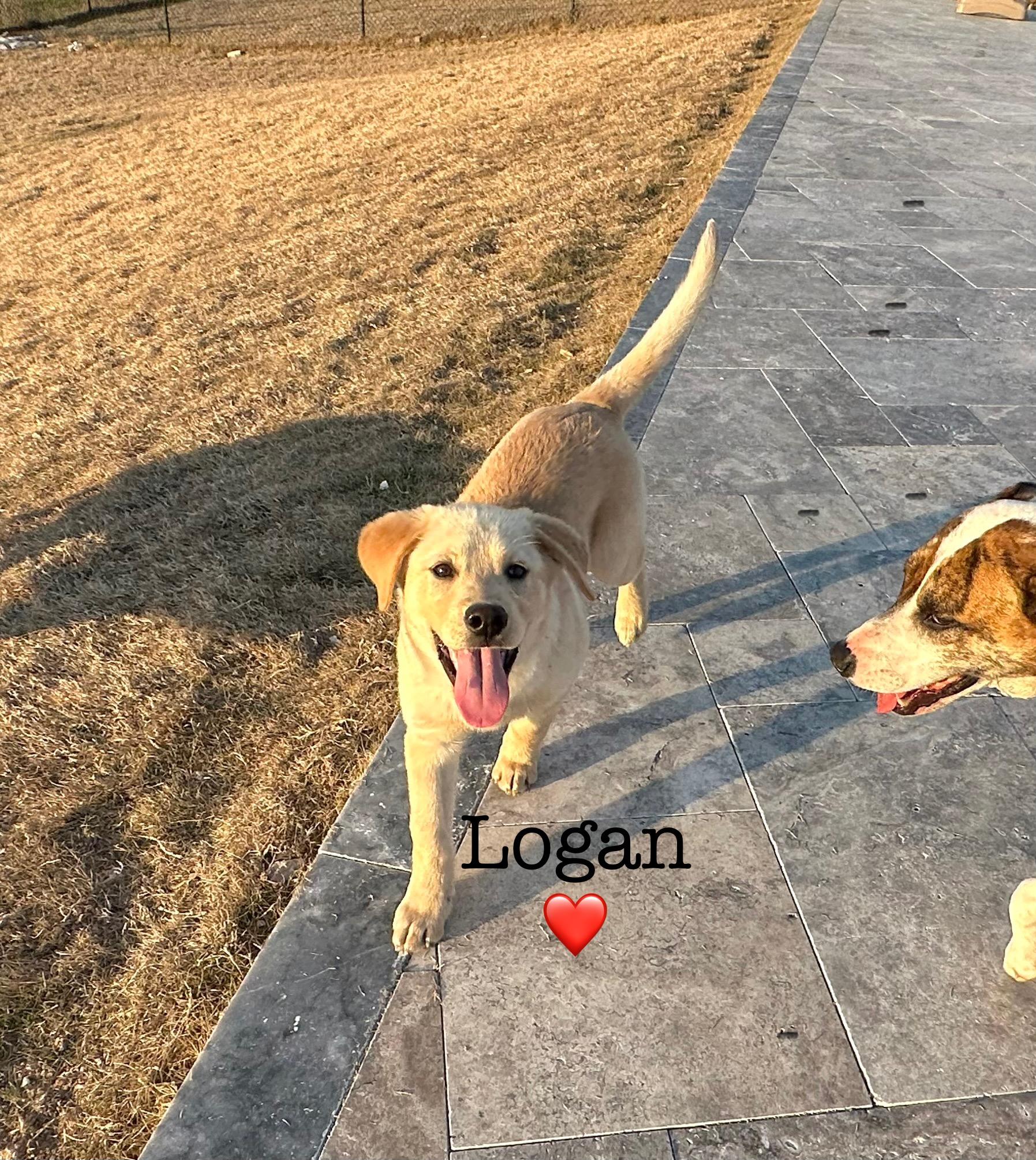 Enlarge Logan, a Adopted mixed breed in Brenham, TX image 5/6
