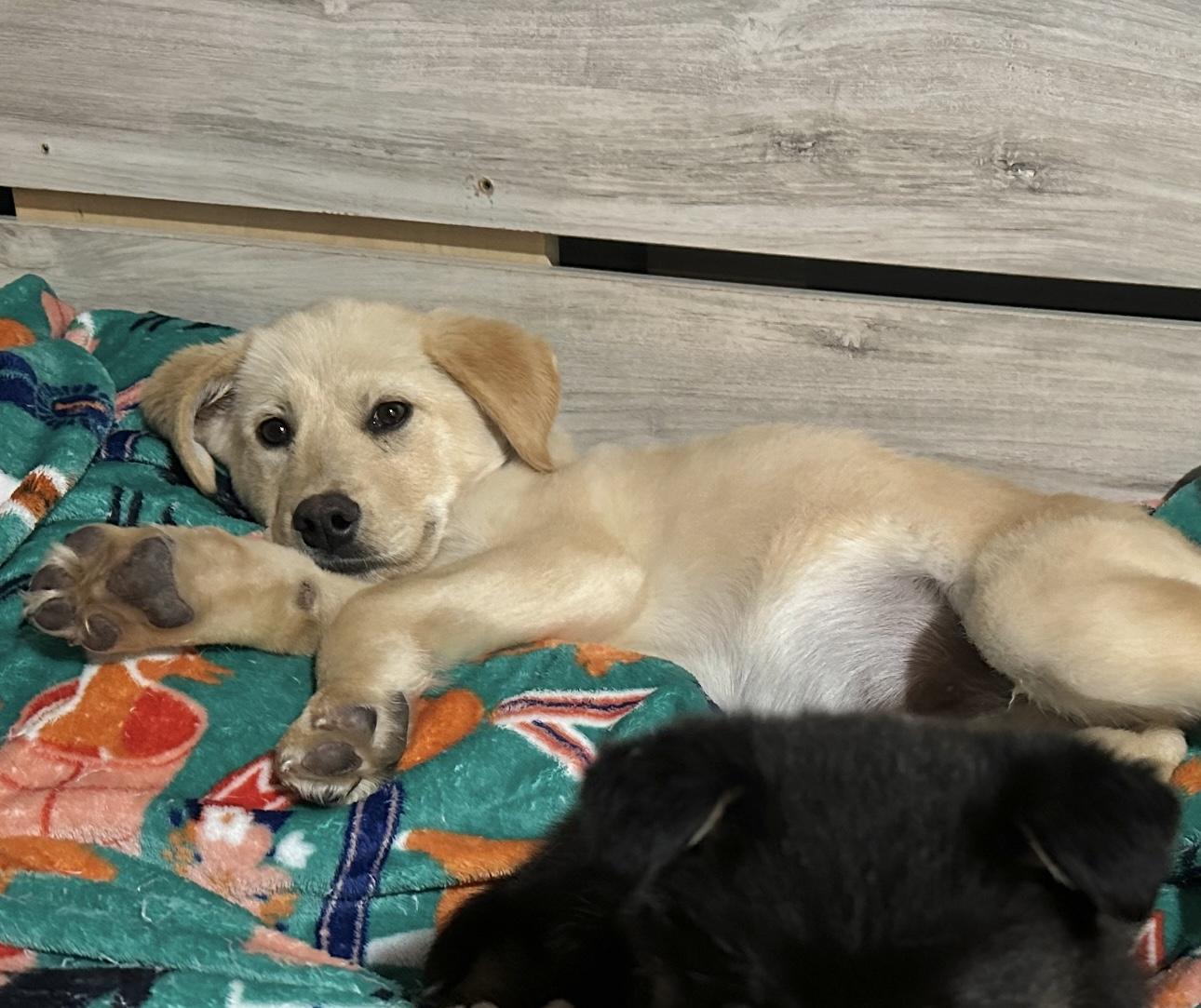 Enlarge Logan, a Adopted mixed breed in Brenham, TX image 4/6