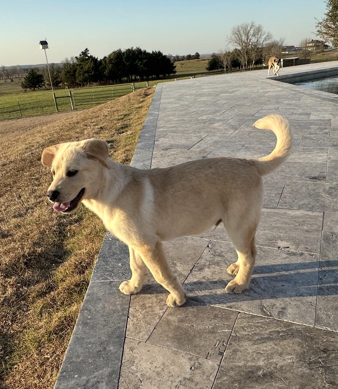 Enlarge Logan, a Adopted mixed breed in Brenham, TX image 6/6