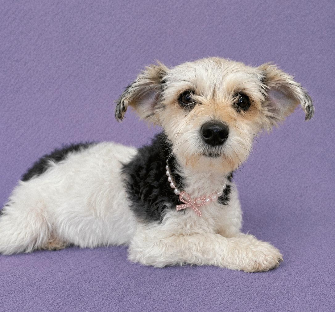 Enlarge Ivey, an adopted Miniature Poodle in Lodi, CA image 2/6
