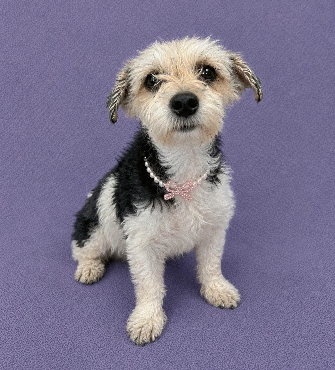 Enlarge Ivey, an adopted Miniature Poodle in Lodi, CA image 3/6