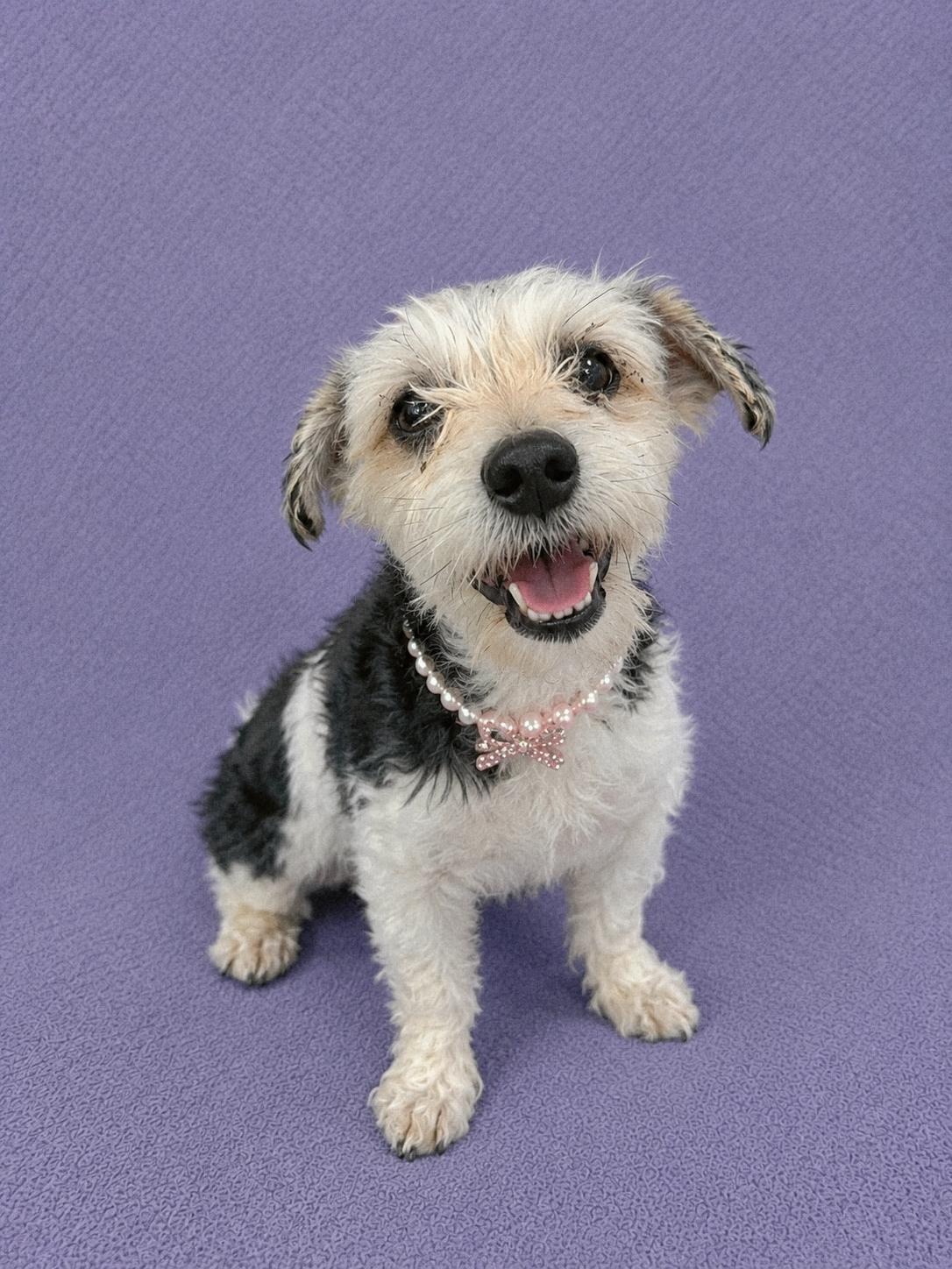 Enlarge Ivey, an adopted Miniature Poodle in Lodi, CA image 1/6