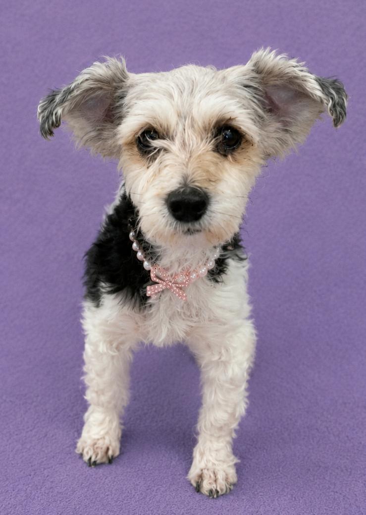 Enlarge Ivey, an adopted Miniature Poodle in Lodi, CA image 6/6
