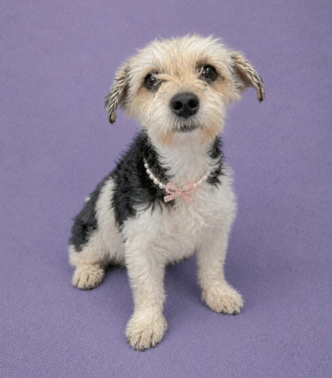 Enlarge Ivey, an adopted Miniature Poodle in Lodi, CA image 4/6
