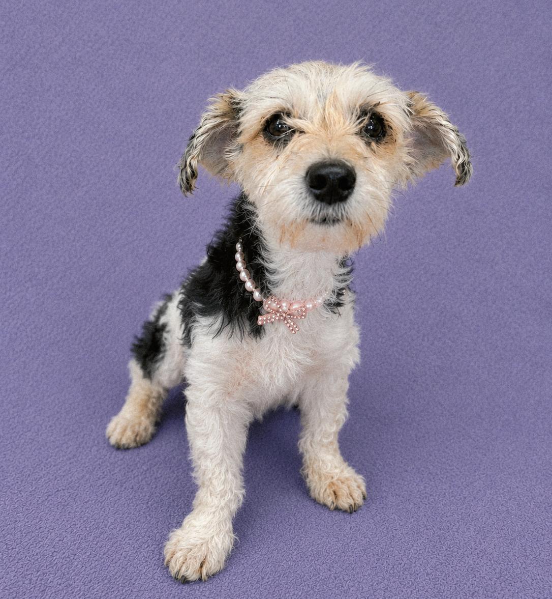 Enlarge Ivey, an adopted Miniature Poodle in Lodi, CA image 5/6