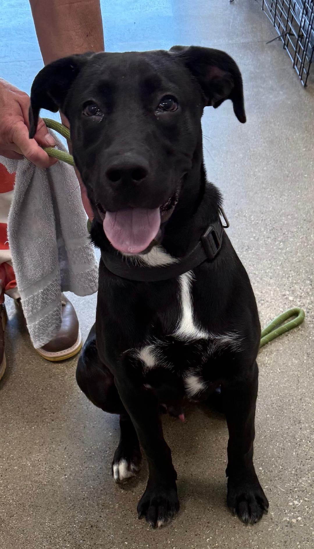 Rocky, Adoptable, Young Male Black Labrador Retriever.