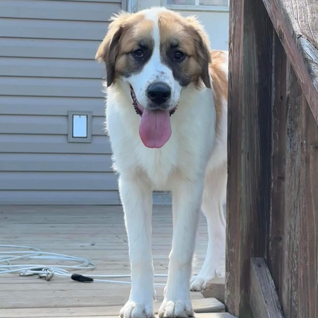 Kali, Adoptable, Adult Female Great Pyrenees & Saint Bernard.