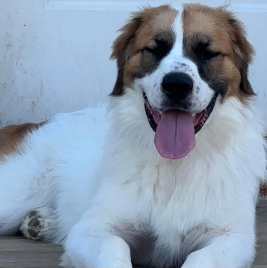 Enlarge Kali, a Adoptable mixed breed in Jackson, MO image 3/6