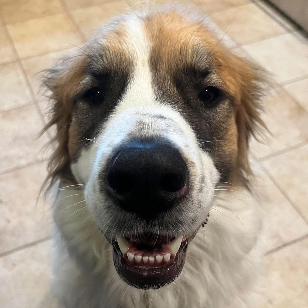 Enlarge Kali, a Adoptable mixed breed in Jackson, MO image 4/6