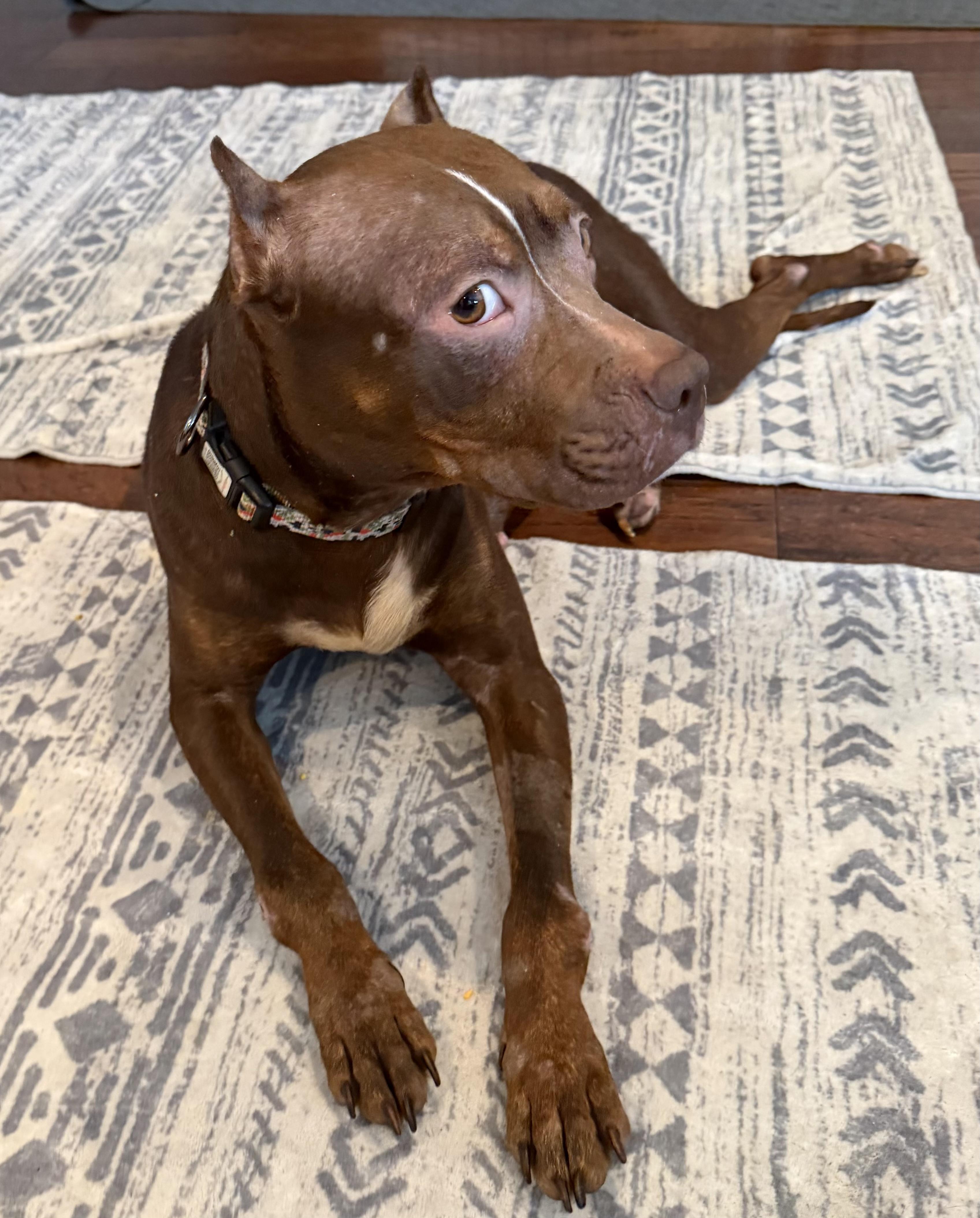 Enlarge Harlow- Just a girl hoping to be chosen., a Adoptable mixed breed in Harrisonburg, VA image 2/5