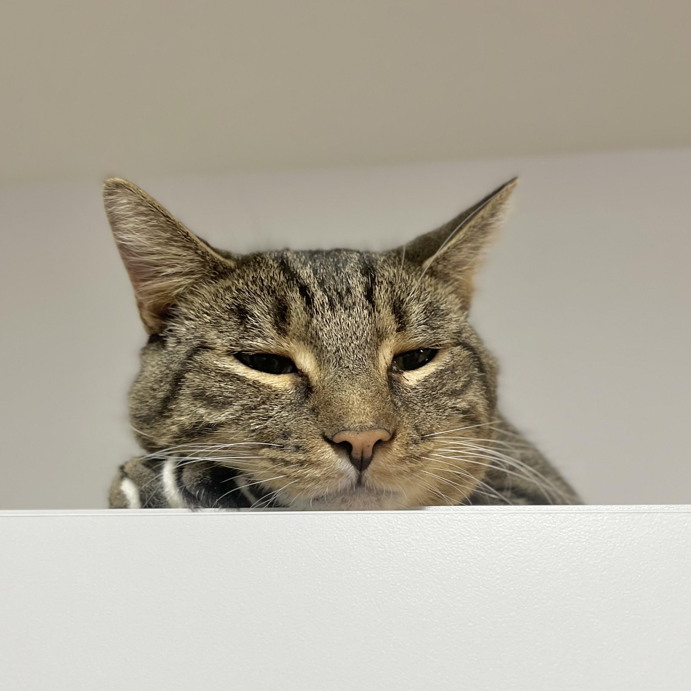 Streaks, a Adoptable Domestic Short Hair in Victor, NY image 3/5