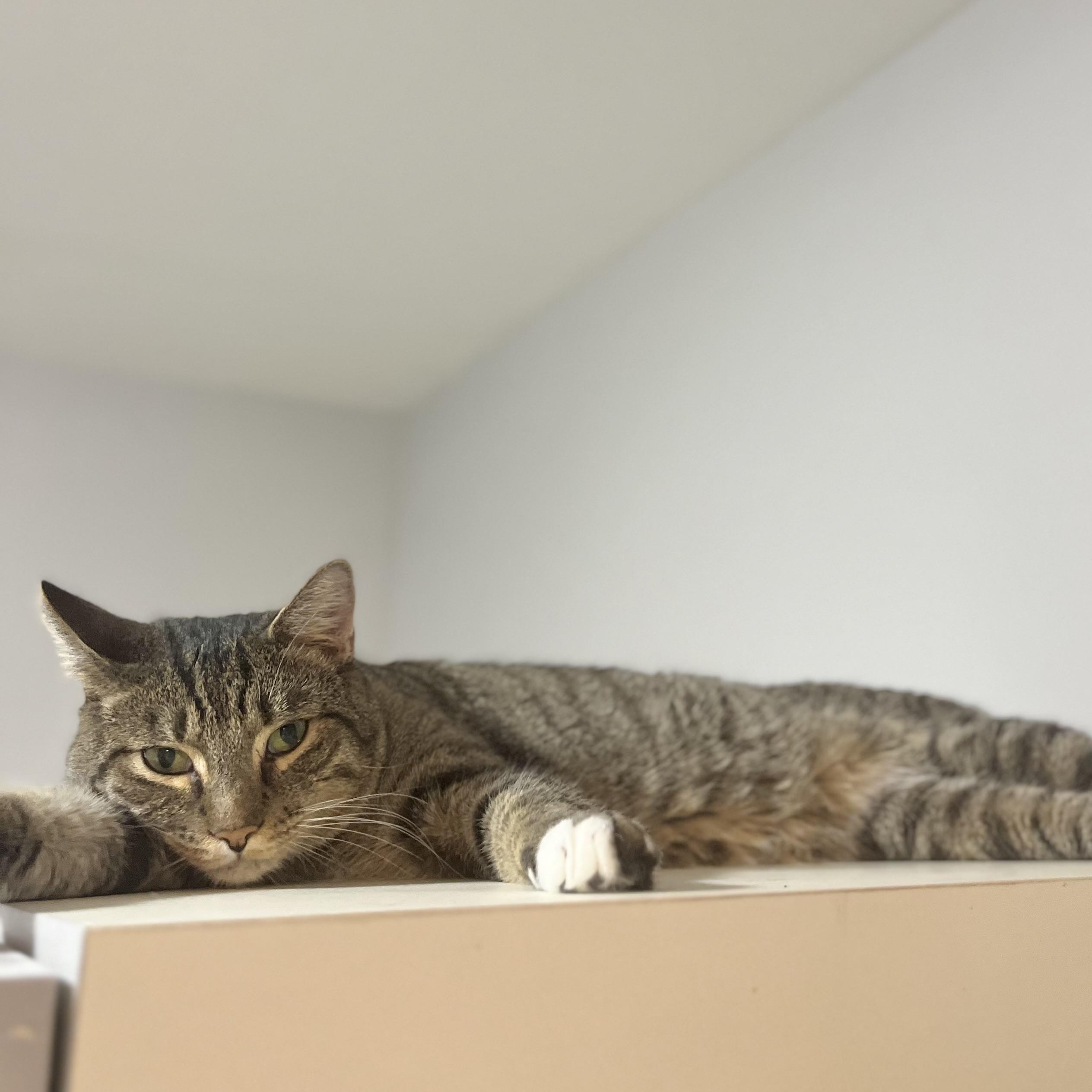 Streaks, a Adoptable Domestic Short Hair in Victor, NY image 4/5