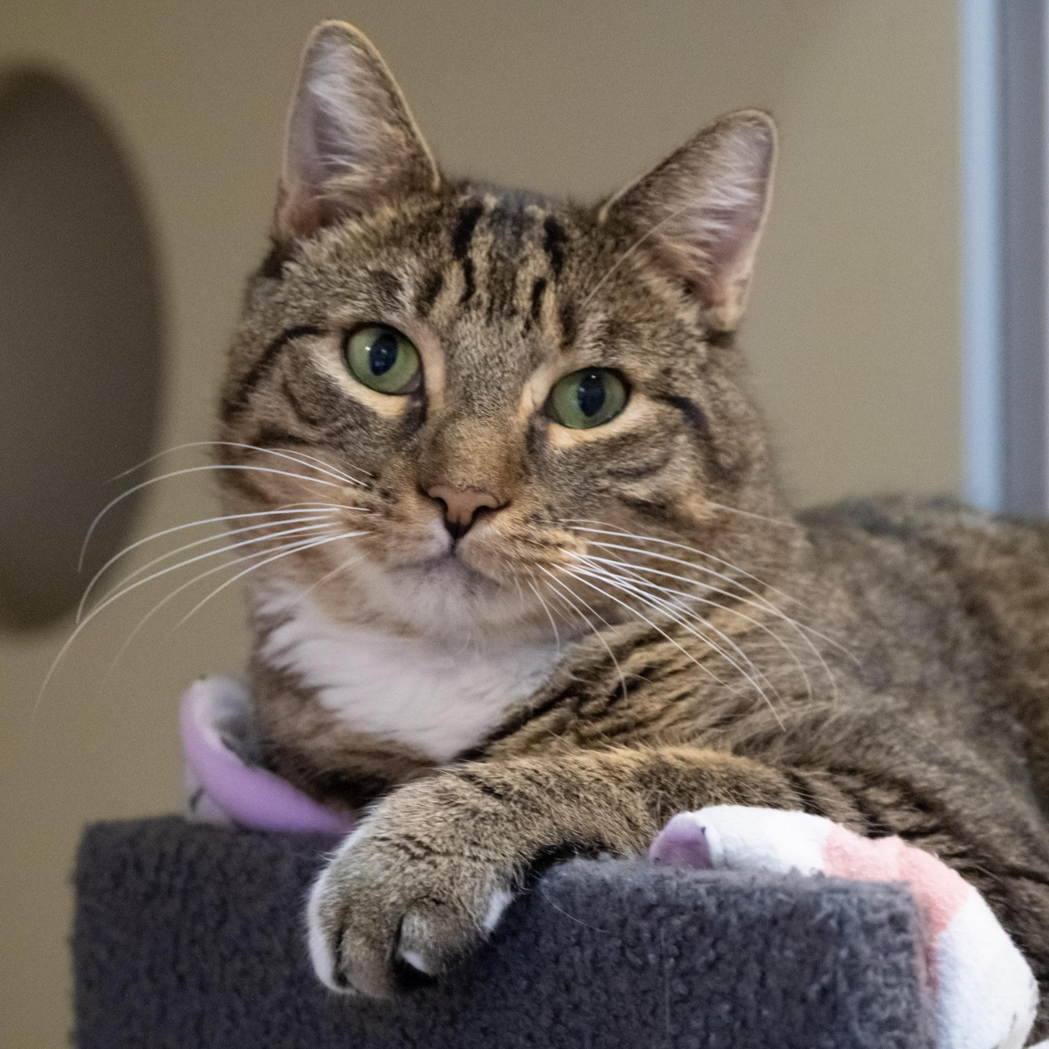 Streaks, a Adoptable Domestic Short Hair in Victor, NY image 1/5