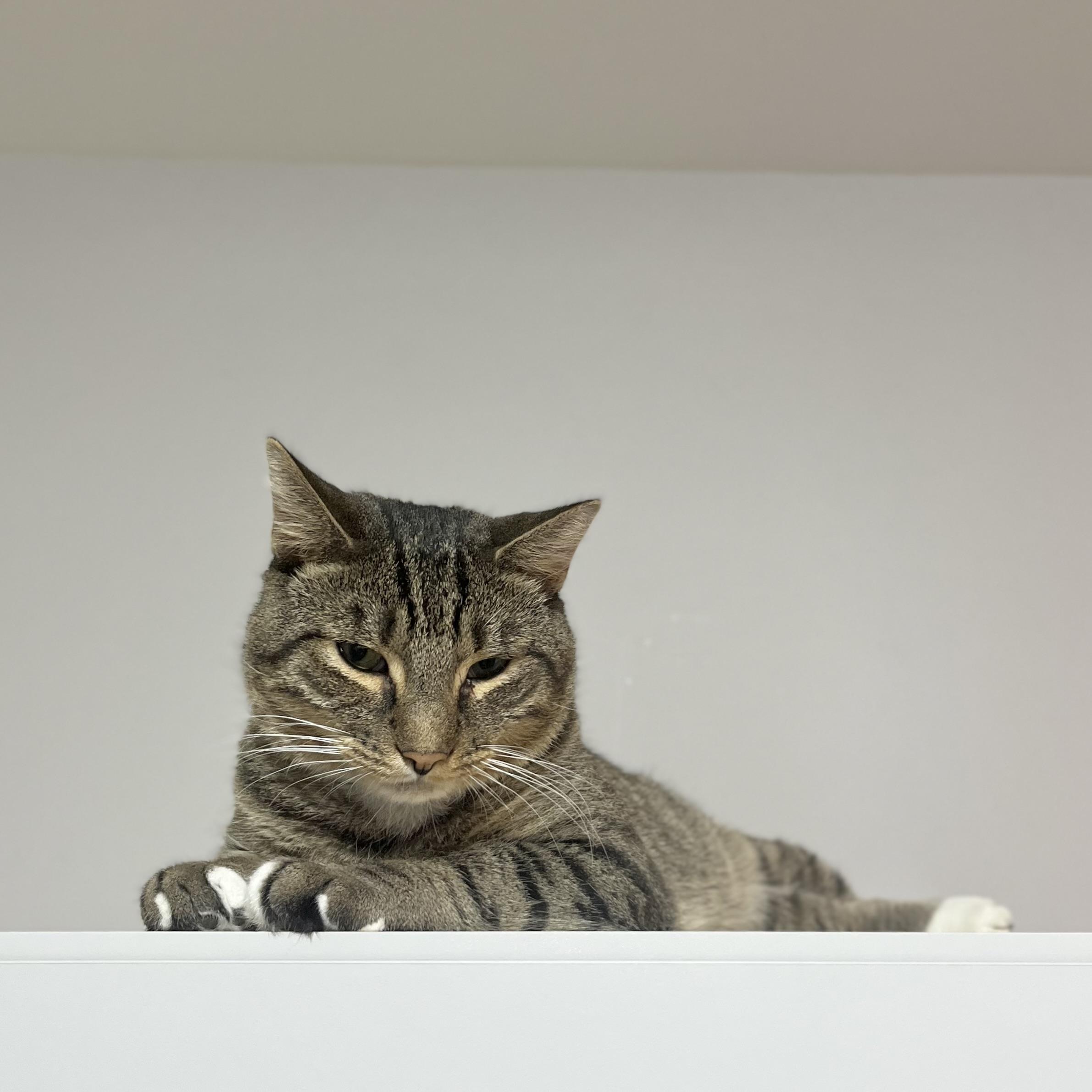 Streaks, a Adoptable Domestic Short Hair in Victor, NY image 5/5