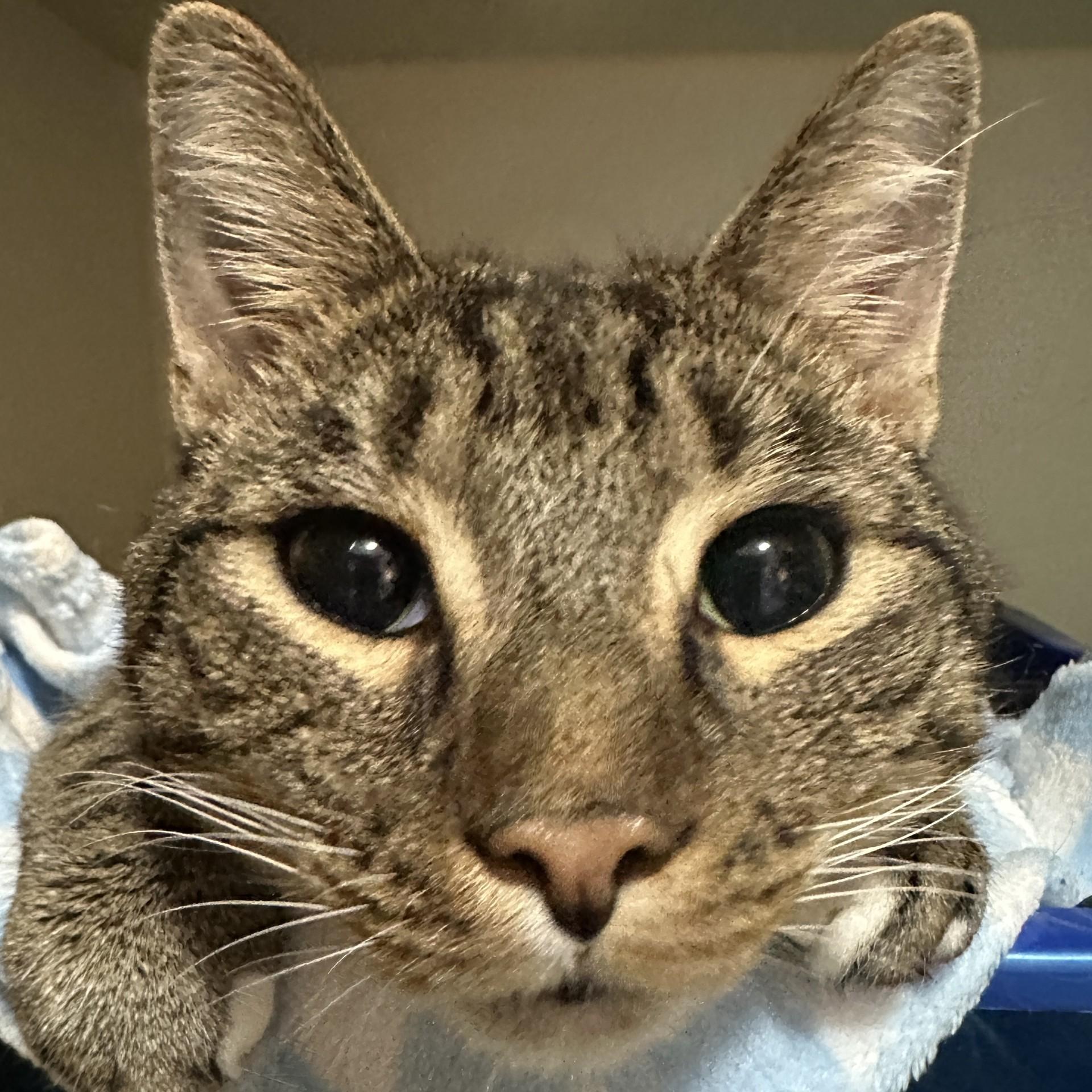 Streaks, a Adoptable Domestic Short Hair in Victor, NY image 2/5