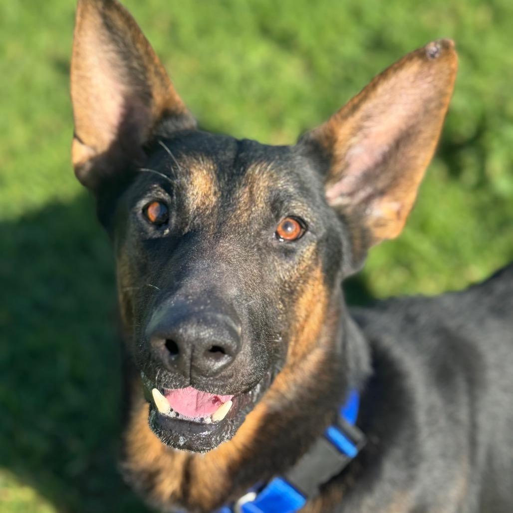 Zeus, Adoptable, Adult Male German Shepherd Dog.