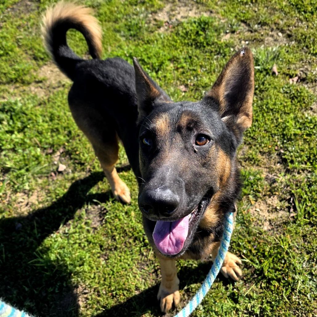 Enlarge Zeus, a Adoptable German Shepherd Dog in Santa Barbara, CA image 2/5