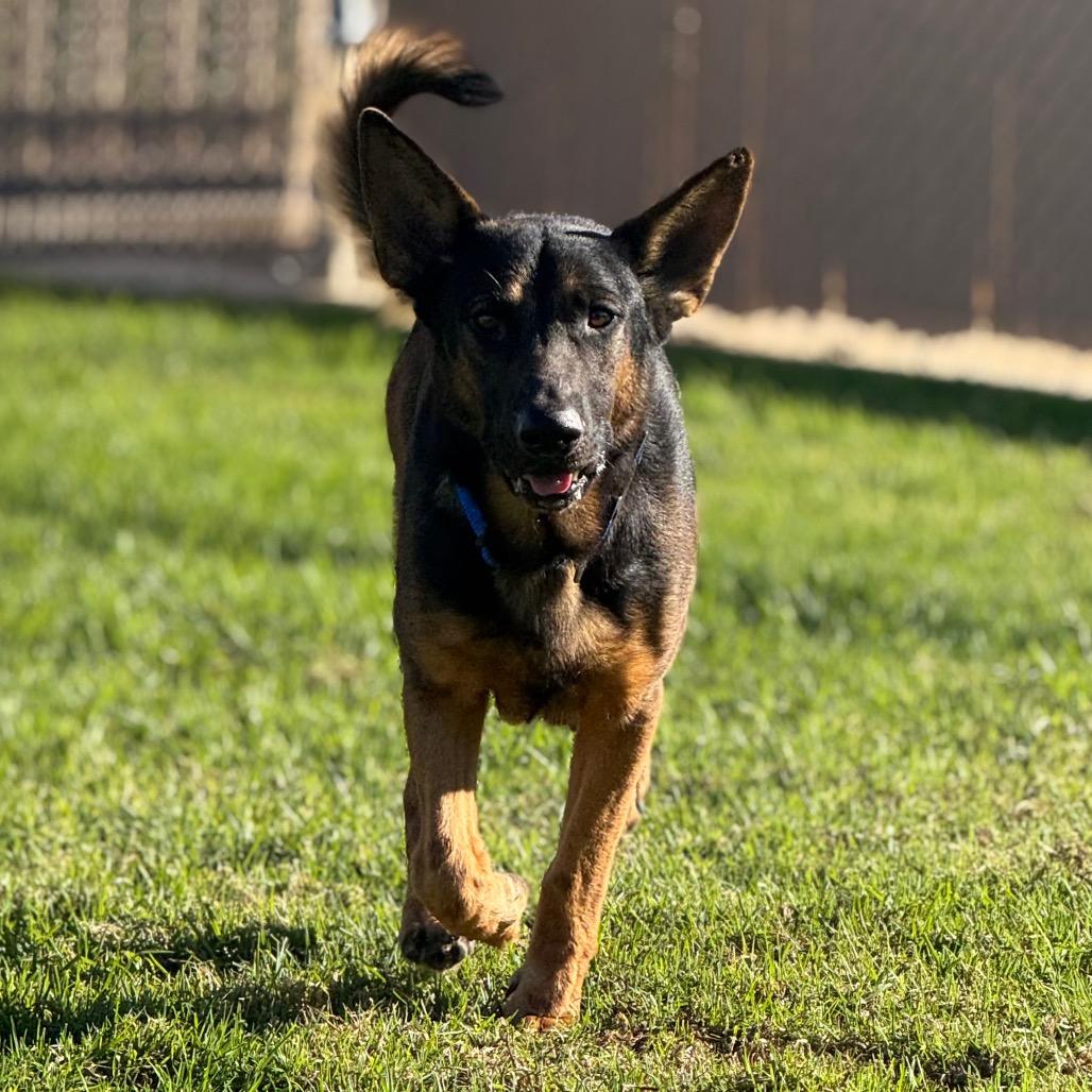 Enlarge Zeus, a Adoptable German Shepherd Dog in Santa Barbara, CA image 3/5