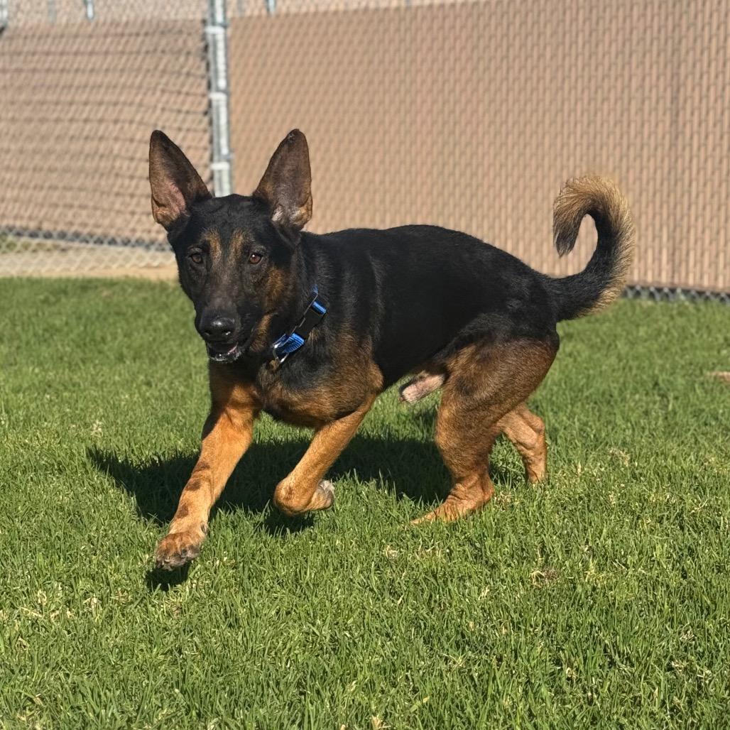 Enlarge Zeus, a Adoptable German Shepherd Dog in Santa Barbara, CA image 4/5