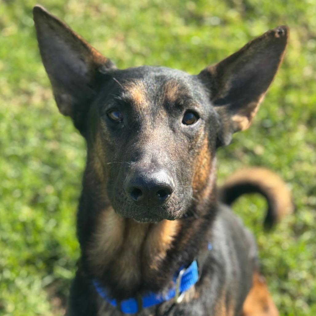 Enlarge Zeus, a Adoptable German Shepherd Dog in Santa Barbara, CA image 5/5