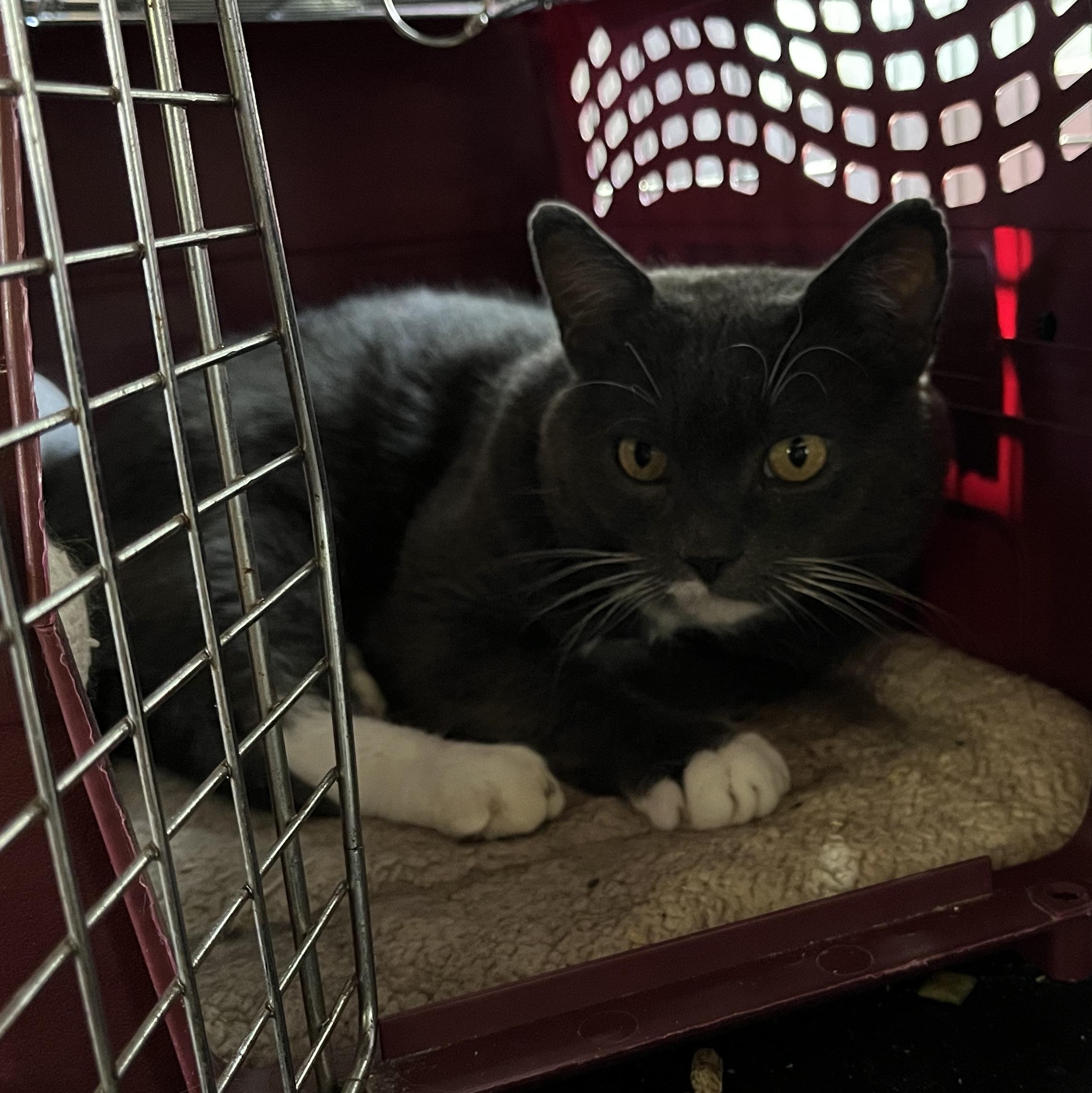 Enlarge Henny, a Adopted Domestic Short Hair in Wells, ME image 4/4