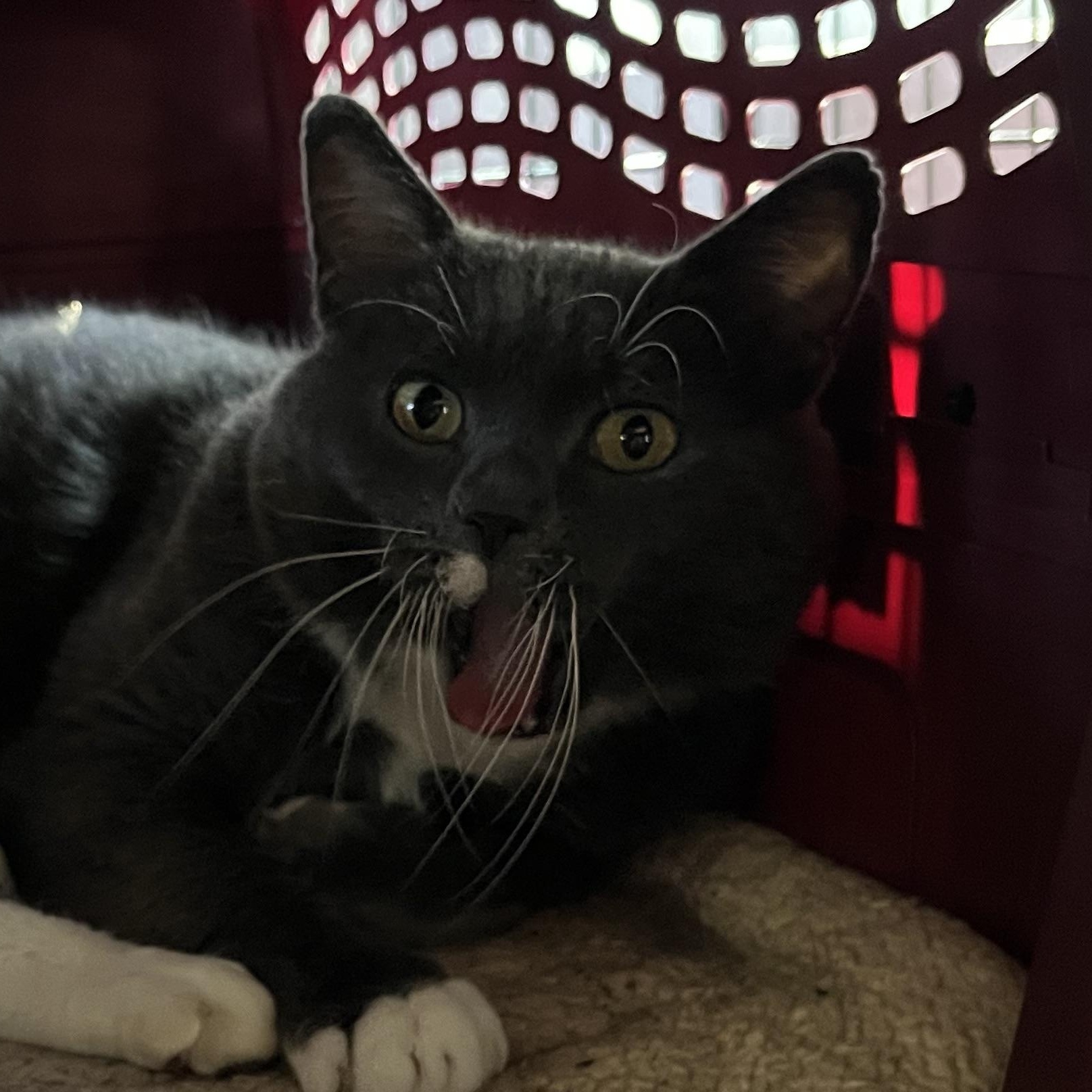Enlarge Henny, a Adopted Domestic Short Hair in Wells, ME image 3/4
