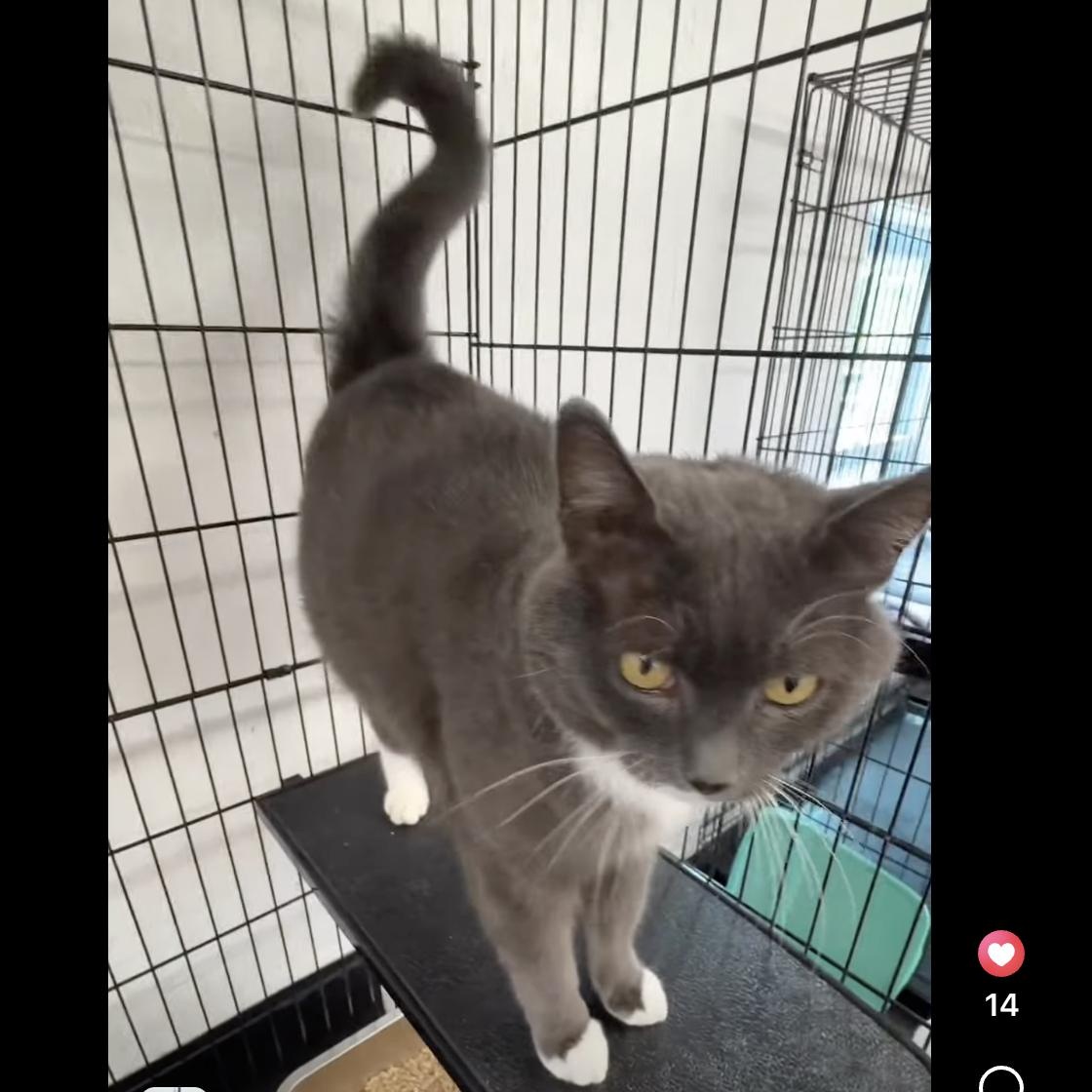 Enlarge Henny, a Adopted Domestic Short Hair in Wells, ME image 1/4