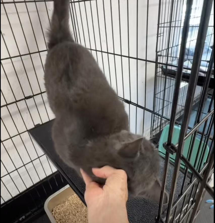 Enlarge Henny, a Adopted Domestic Short Hair in Wells, ME image 2/4
