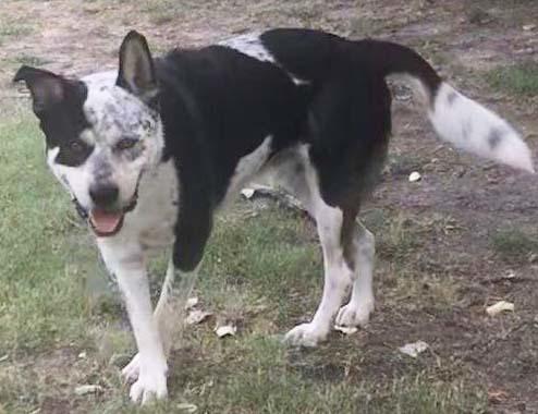 Prince (CP), Adoptable, Adult Male Australian Cattle Dog / Blue Heeler & Australian Cattle Dog / Blue Heeler.