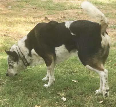 Enlarge Prince (CP), a Adoptable mixed breed in Dallas, TX image 2/5