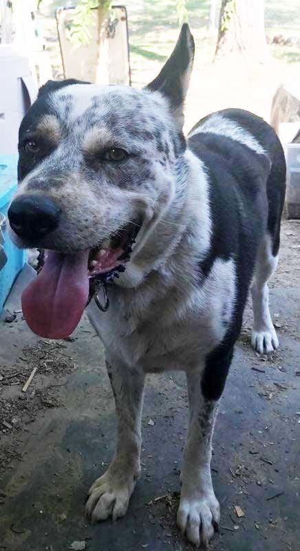 Enlarge Prince (CP), a Adoptable mixed breed in Dallas, TX image 3/5